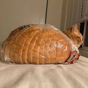 FarmDogs's profile picture